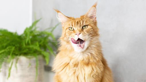 Why do shop cats love cheese